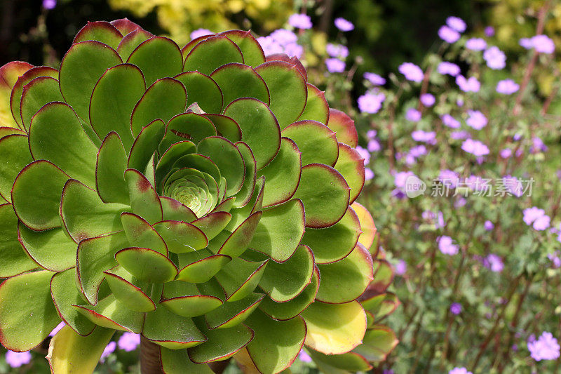 Aeonium和Pink Flowers